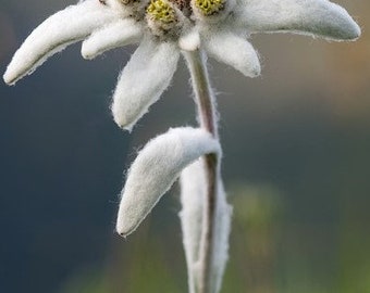 Edelweiss Wildflower Seeds, Leontopodium Alpinum, uno dei fiori selvatici più famosi al mondo