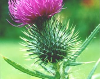 Milk Thistle seeds Silybum marianum ,  100 % Natural from Greek mountains 10gr