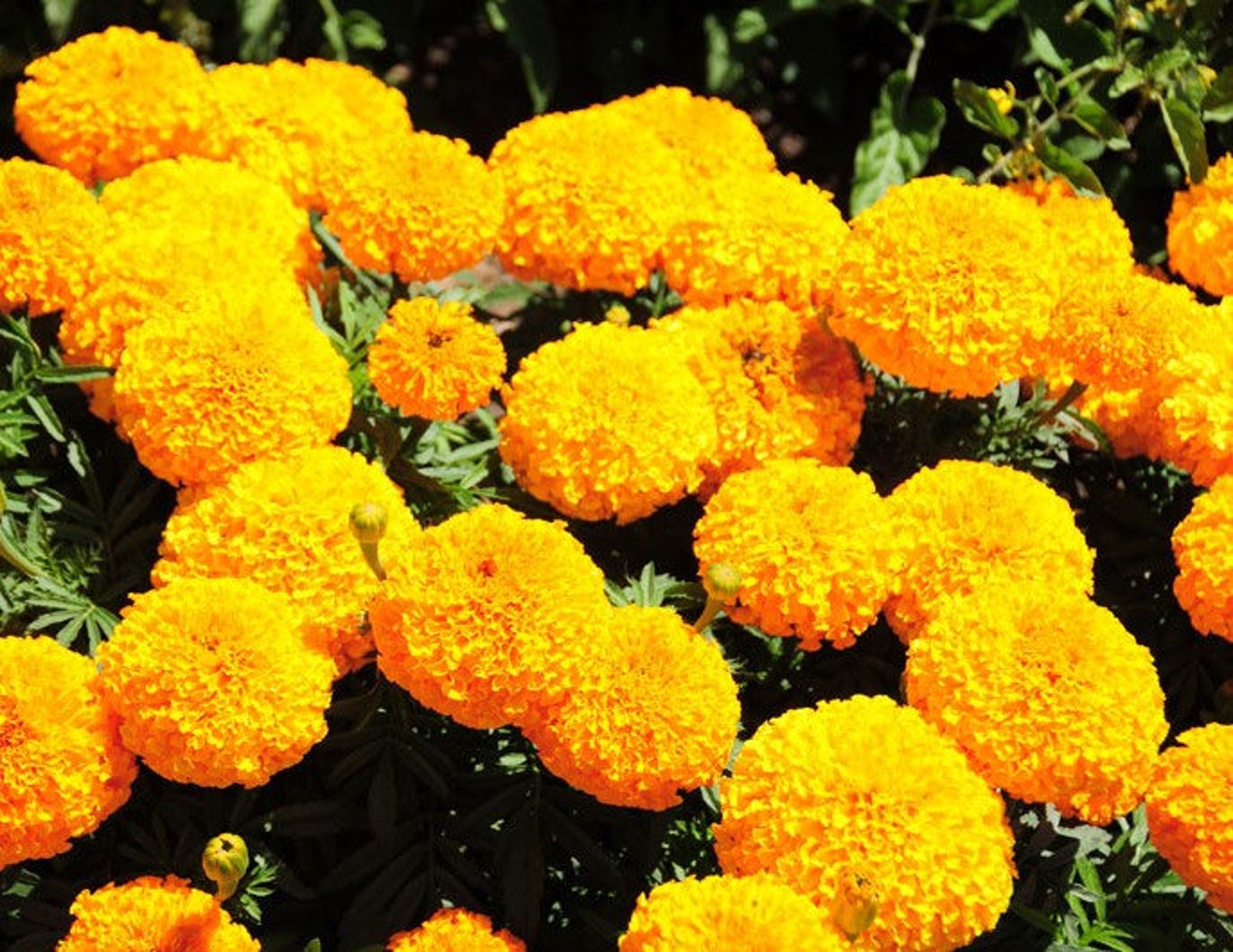 Tall Marigold Seeds Mixed Colors Fresh Seeds 0.90gr Approx 400 Etsy