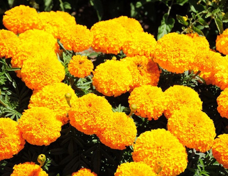 Tall Marigold Seeds Mixed Colors Fresh Seeds 0.90gr Approx 400 Etsy