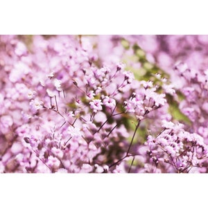 Babys Atem Blume Samen rosa (Gypsophila Paniculata) Frische Samen 1gr ca. 200 + Samen