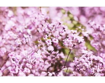 Babys Breath Flower Seeds Pink (Gypsophila Paniculata)  Fresh seeds 1gr Approx 200 + seeds