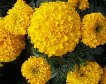 Tall Marigold Seeds  Mixed Colors  Fresh seeds 0.90gr Approx 400 seeds