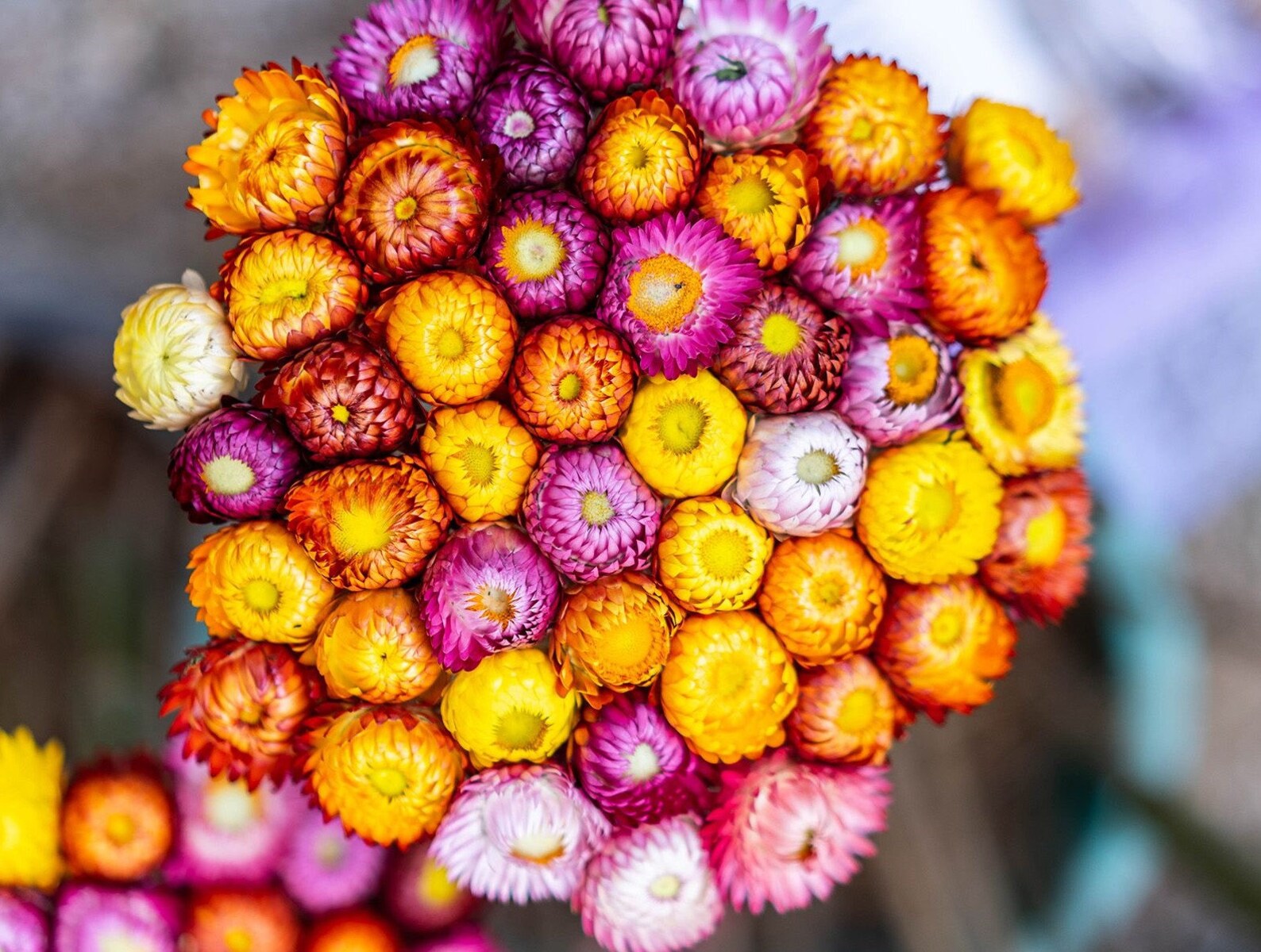 Strawflower Seeds in Mix Color Everlasting Flower inmortal Etsy