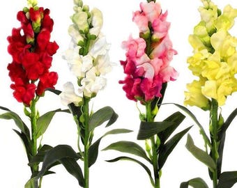 Snapdragon Seeds  Tall Mix,  Fresh seeds 0.50gr Aprox. 620 seeds