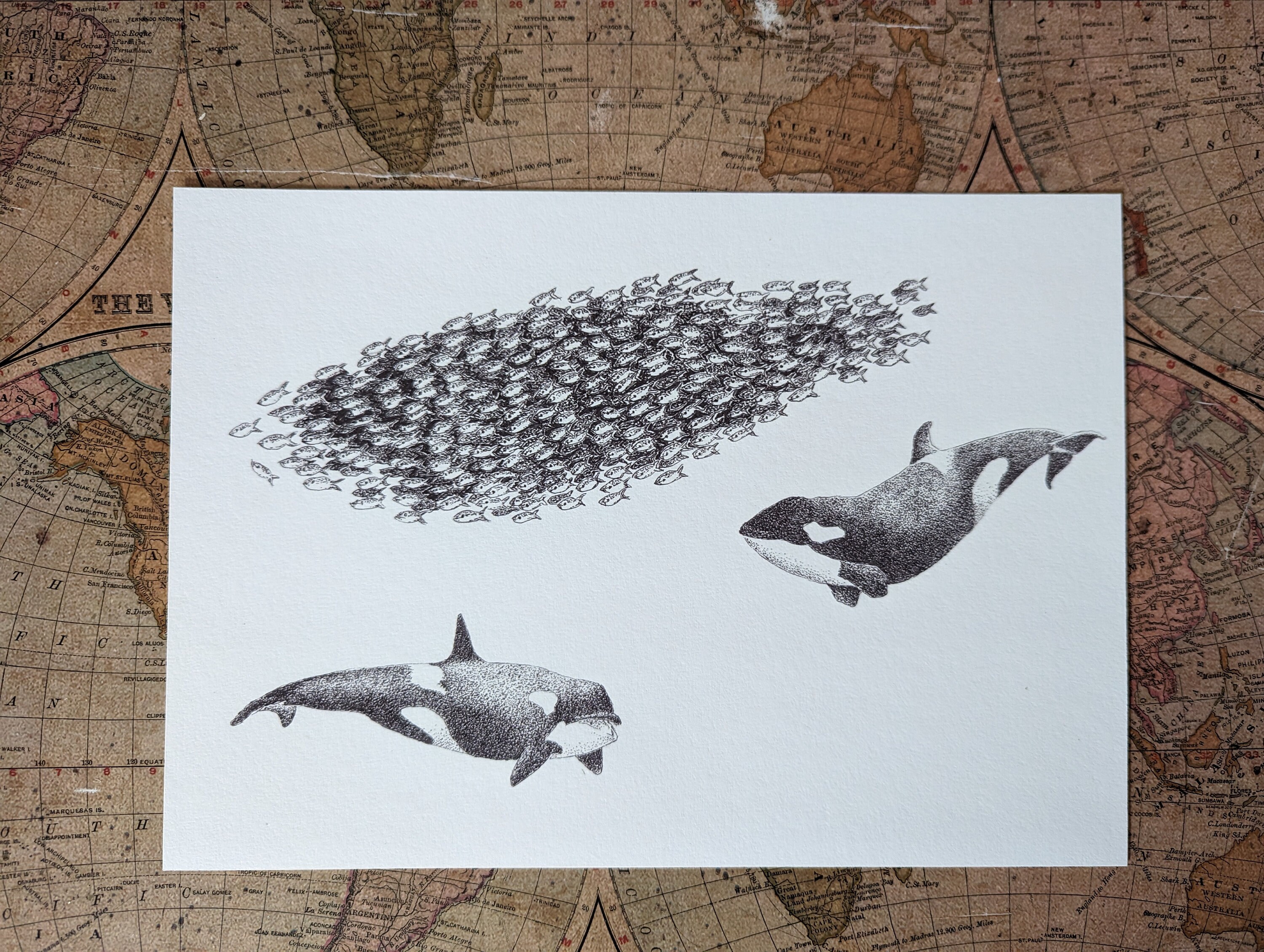 orca-whale-pencil-drawing