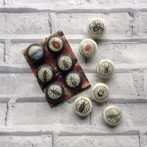 May include: Decorative cabinet knobs with insect designs. The knobs have a dark grey base with detailed insect illustrations. Some are arranged on a rectangular card with a vintage design, while others are scattered around a white brick wall.