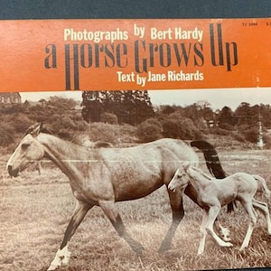 Può includere: Una fotografia in bianco e nero di un cavallo e un puledro in un campo. La didascalia recita "a horse grows up" con il testo "Photographs by Bert Hardy" e "Text by Jane Richards".