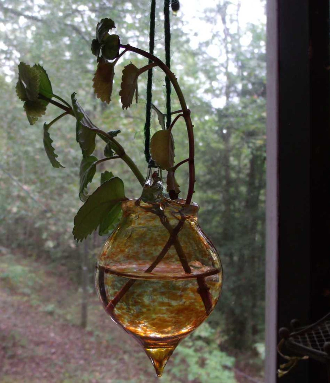 Hanging Glass Plant Globe. Comes With 23 Plant Cuttings, Either