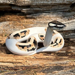 Ball python figurine (large)