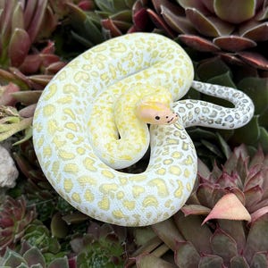 Albino granite butmese python figurine (medium)