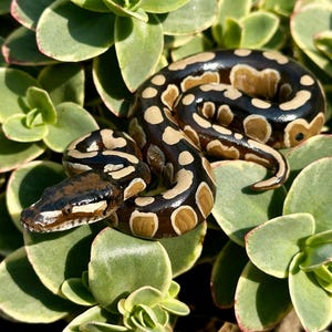 Polymer clay snake figurine