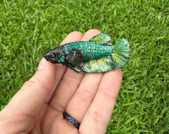 Female betta variety