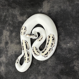Ball python ornament (medium) Bild 3