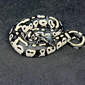 May include: A coiled ball python with a striking pattern of black and cream markings. The snake's scales display a unique design, creating a visually appealing contrast against the dark background. The reptile's head is visible, adding detail to the overall composition.