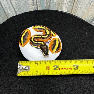 May include: A hand-painted, round, white sculpture of a snake coiled inside a broken egg. The snake is brown, yellow, and orange. A yellow measuring tape shows the sculpture is approximately 2 inches in diameter.
