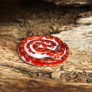 Corn snake figurine