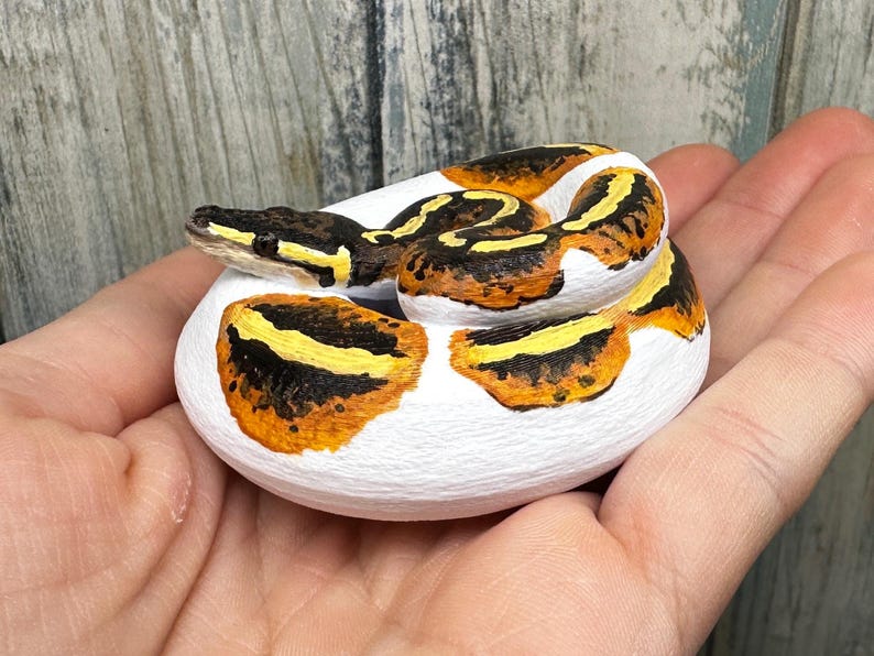 May include: A coiled, hand-painted figurine of a ball python. The snake features a white base with brown, yellow, and orange markings. The figurine is held in a person's hand, showcasing the detailed craftsmanship and vibrant colors.