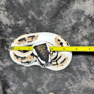 Ball python figurine (large) image 4