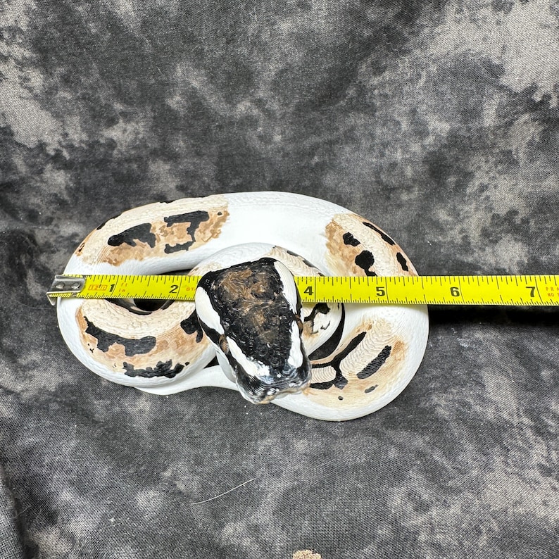 Ball python figurine (large) image 4