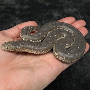 May include: A small, gray snake with white speckles is coiled in a person's open palm. The snake's body is a darker gray with lighter gray and white markings. The snake's head is visible, with small eyes and a rounded snout.