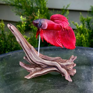 Custom Order Request 3d Betta Figurine With Removable Stand - Etsy