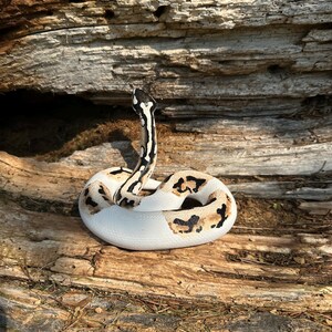 Ball python figurine (large) image 3