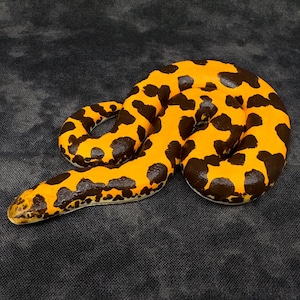 May include: A handcrafted, decorative snake figurine. The snake is painted with a vibrant yellow base and dark brown spots. The snake is coiled and has a detailed head and tail, perfect for home decor or a unique gift.