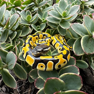 Ball python figurine polymer clay