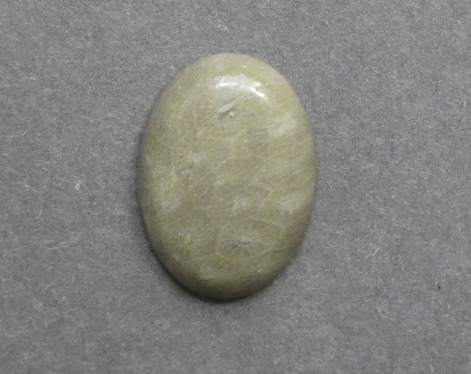 25x18mm Natural Fossil Coral Cabochon, Oval Cabochon, Natural Gemstone, Polished, Natural Stone, Gemstone Cabochon, One of a Kind, Unique