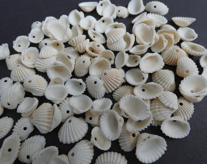 10-30mm Natural Spiral Shell Beads, Drilled Seashells, Sea Shells, Nautical Style, Summer Jewelry Making, Tropical Theme, 10-30x14-18x5-6mm