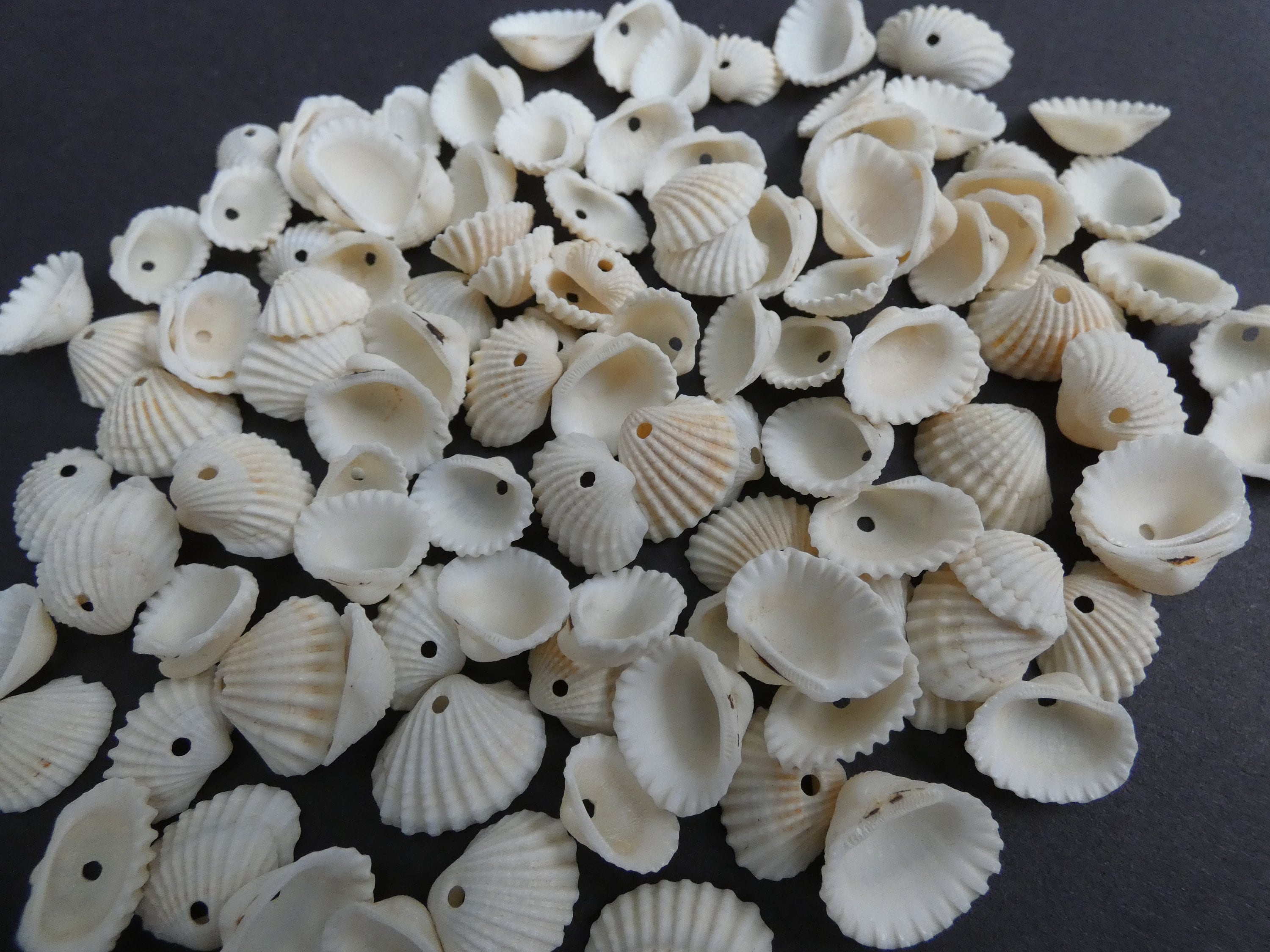1030mm Natural Spiral Shell Beads, Drilled Seashells, Sea Shells