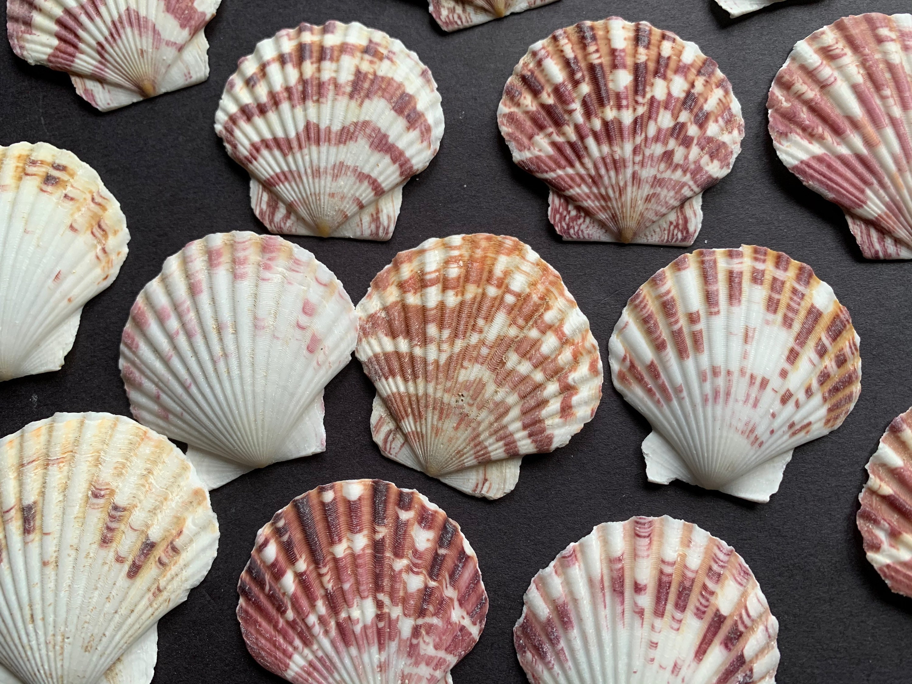 Colourful Decorative Sea Shells Natural Shells 150 Grams Unusual