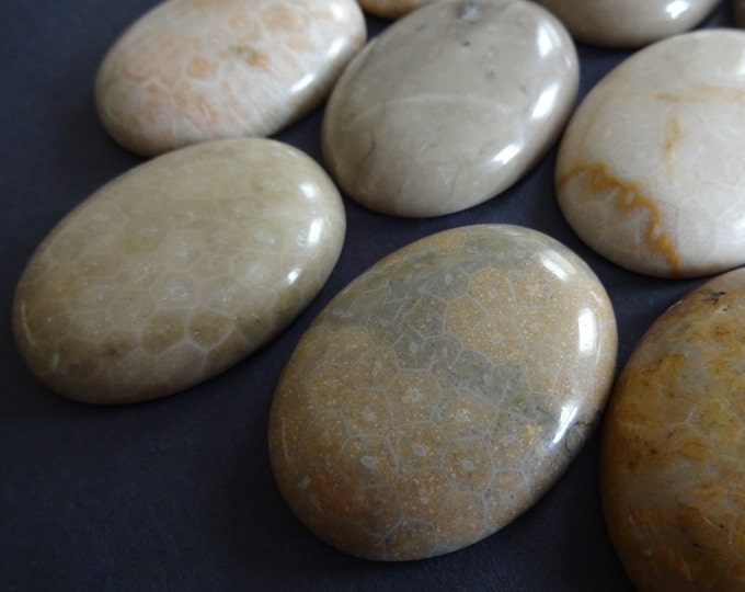 40x30mm Natural Fossil Coral Cabochon, Large Oval Cabochon, Polished Gem, Natural Gemstone, Polished, Natural Beige Stone, Coral Crystal