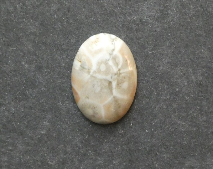 25x18mm Natural Fossil Coral Cabochon, Oval Cabochon, Natural Gemstone, Polished, Natural Stone, Gemstone Cabochon, One of a Kind, Unique