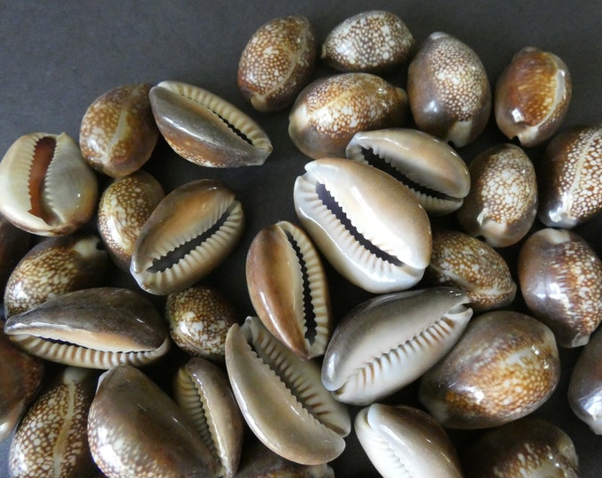 18-25mm Natural Cowrie Shell Beads, Glossy Brown, Spiral Shell, Natural Shell, Nautical, Beachy, Cowries, Beach Shells, Neutral Seashells