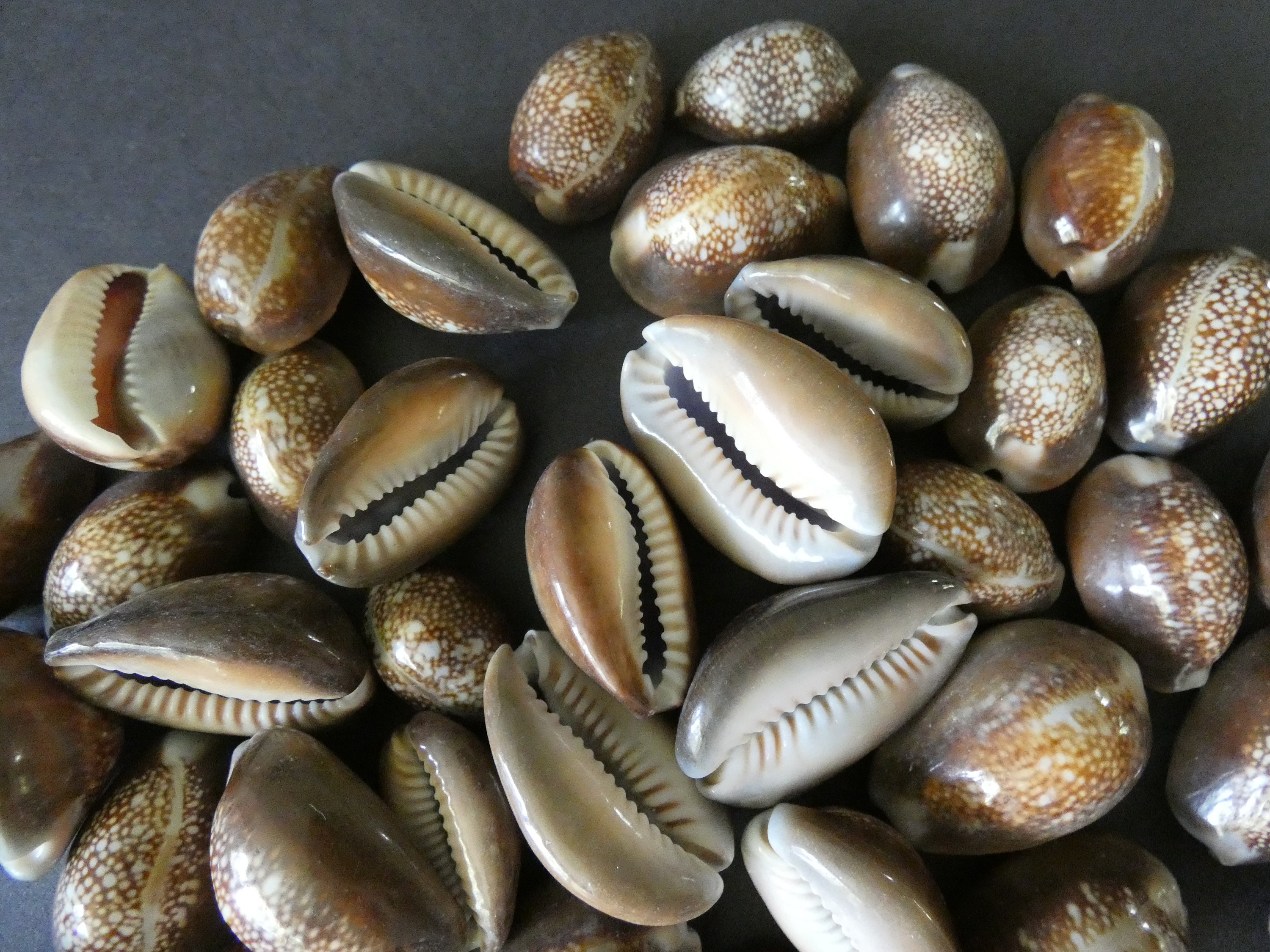 10x Natural Sea Shell DARK BROWN Polished Cowry Cowrie 25-30mm No