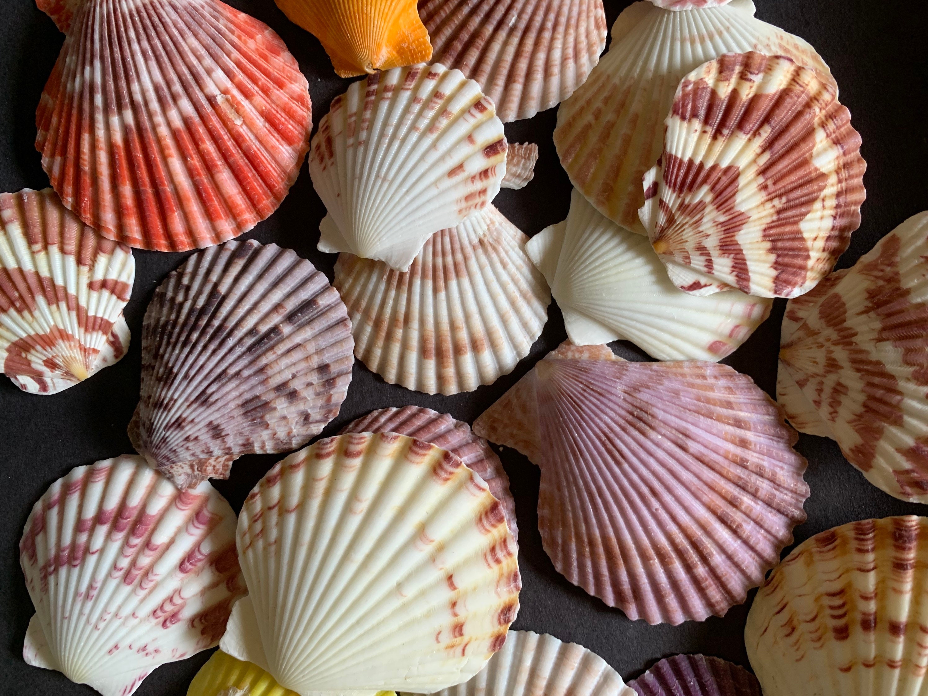 4080mm Natural Seashells, Mixed Color Beach Seashells, Lot Of Sea