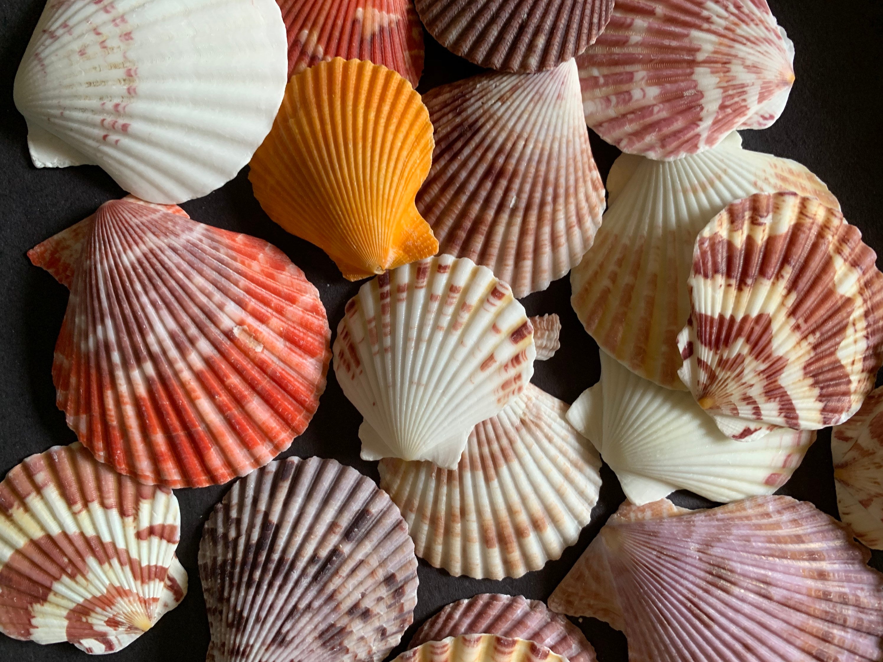 Shell Color Hot Sex Picture shell-color-hot-sex-picture