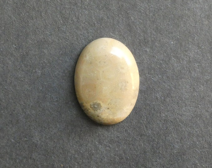 25x18mm Natural Fossil Coral Cabochon, Oval Cabochon, Natural Gemstone, Polished, Natural Stone, Gemstone Cabochon, One of a Kind, Unique