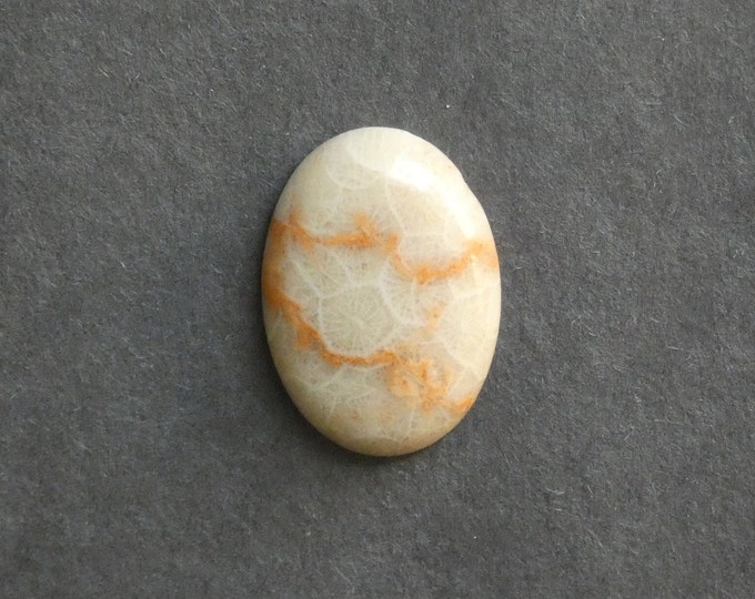 25x18mm Natural Fossil Coral Cabochon, Oval Cabochon, Natural Gemstone, Polished, Natural Stone, Gemstone Cabochon, One of a Kind, Unique