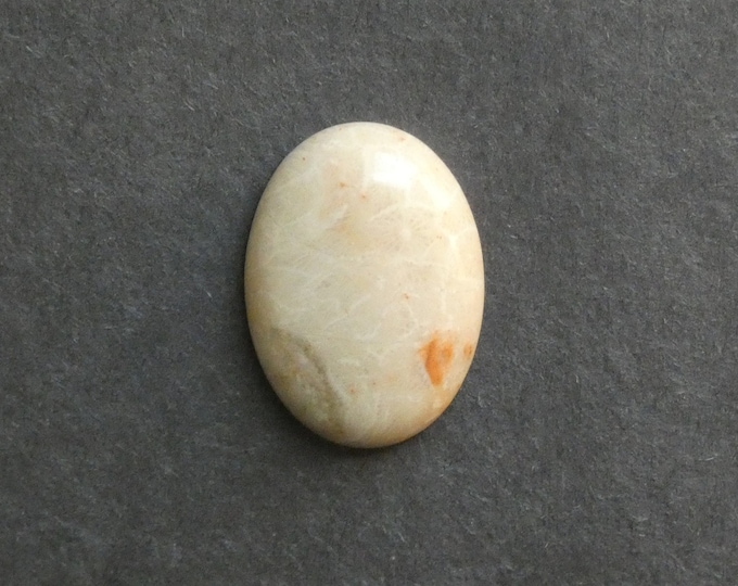 25x18mm Natural Fossil Coral Cabochon, Oval Cabochon, Natural Gemstone, Polished, Natural Stone, Gemstone Cabochon, One of a Kind, Unique