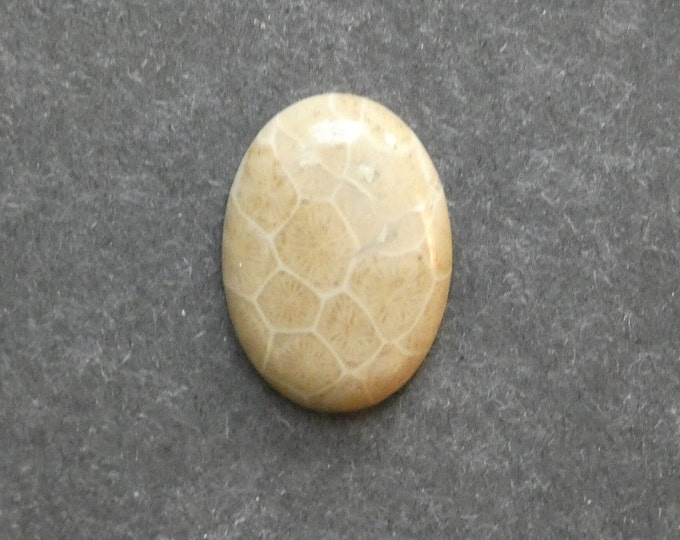 25x18mm Natural Fossil Coral Cabochon, Oval Cabochon, Natural Gemstone, Polished, Natural Stone, Gemstone Cabochon, One of a Kind, Unique