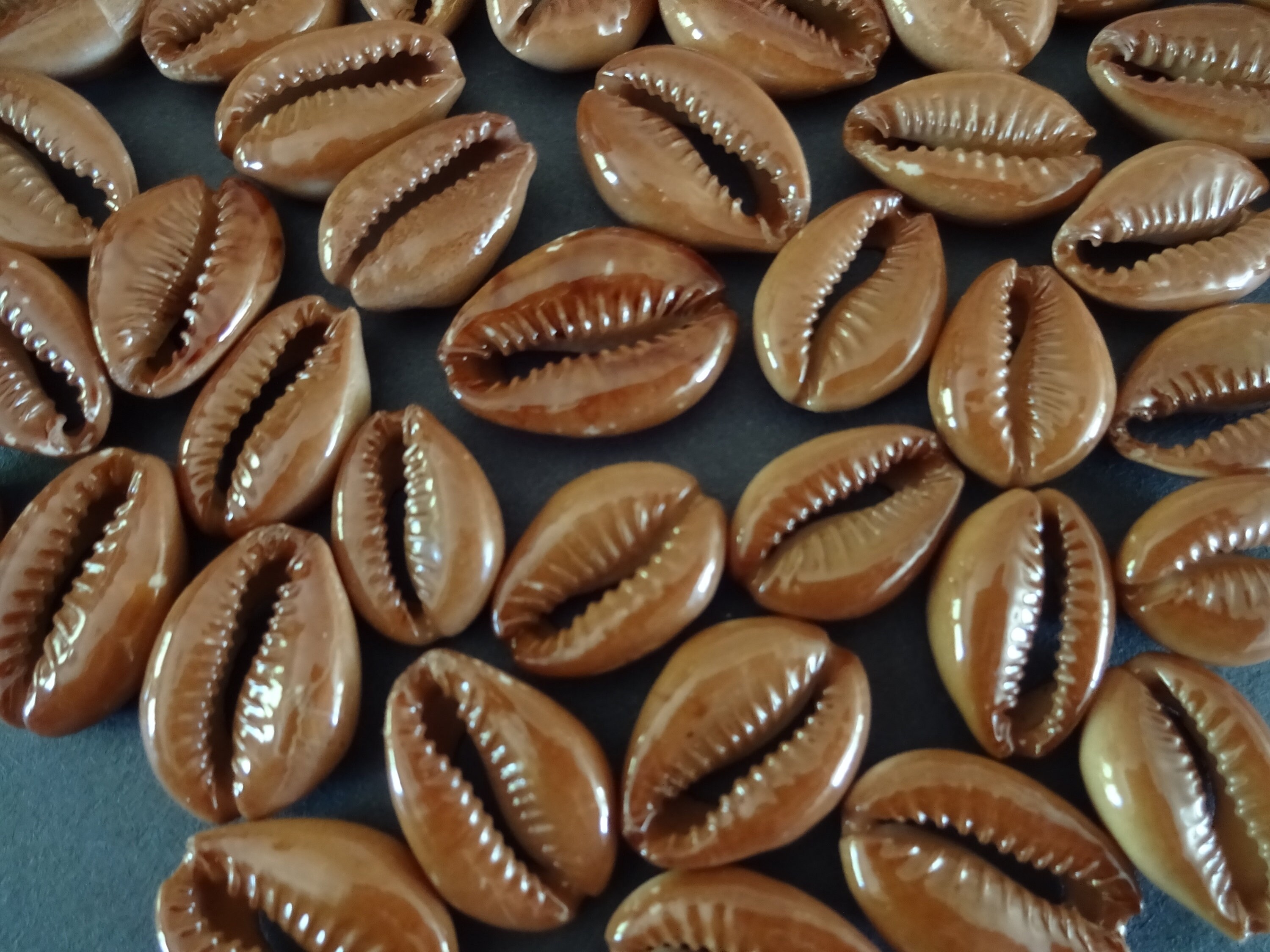 2025mm Painted Natural Cowrie Shell Beads, Undrilled Spiral Shell