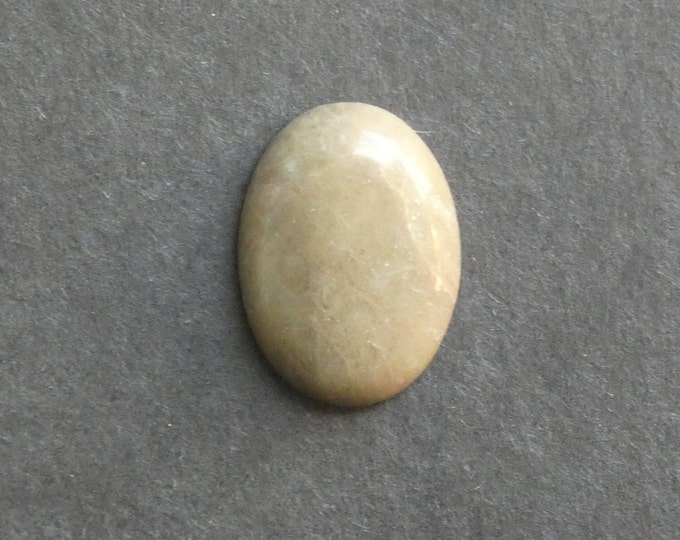 25x18mm Natural Fossil Coral Cabochon, Oval Cabochon, Natural Gemstone, Polished, Natural Stone, Gemstone Cabochon, One of a Kind, Unique