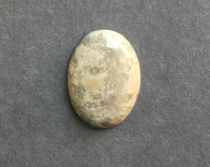 25x18mm Natural Fossil Coral Cabochon, Oval Cabochon, Natural Gemstone, Polished, Natural Stone, Gemstone Cabochon, One of a Kind, Unique