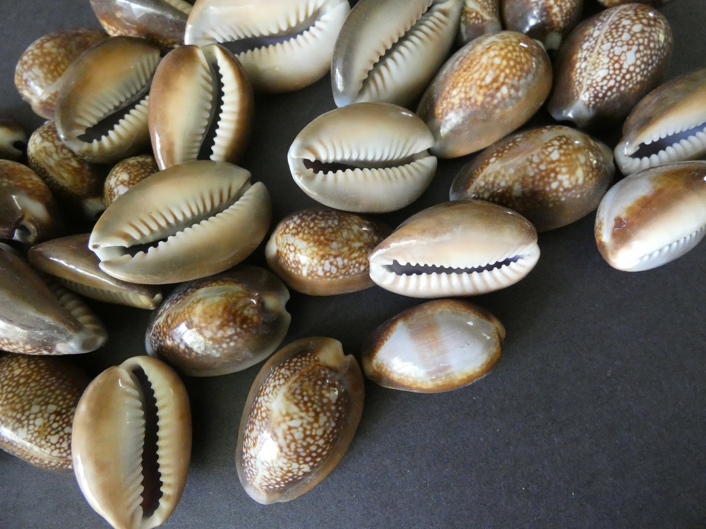 10x Natural Sea Shell DARK BROWN Polished Cowry Cowrie 25-30mm No