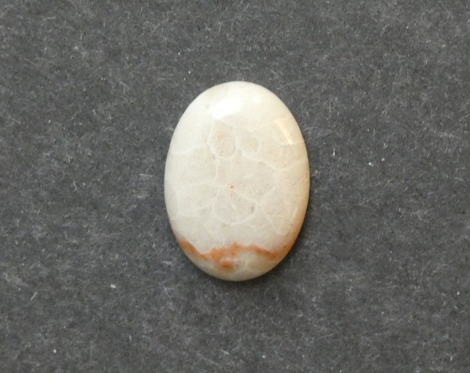 25x18mm Natural Fossil Coral Cabochon, Oval Cabochon, Natural Gemstone, Polished, Natural Stone, Gemstone Cabochon, One of a Kind, Unique