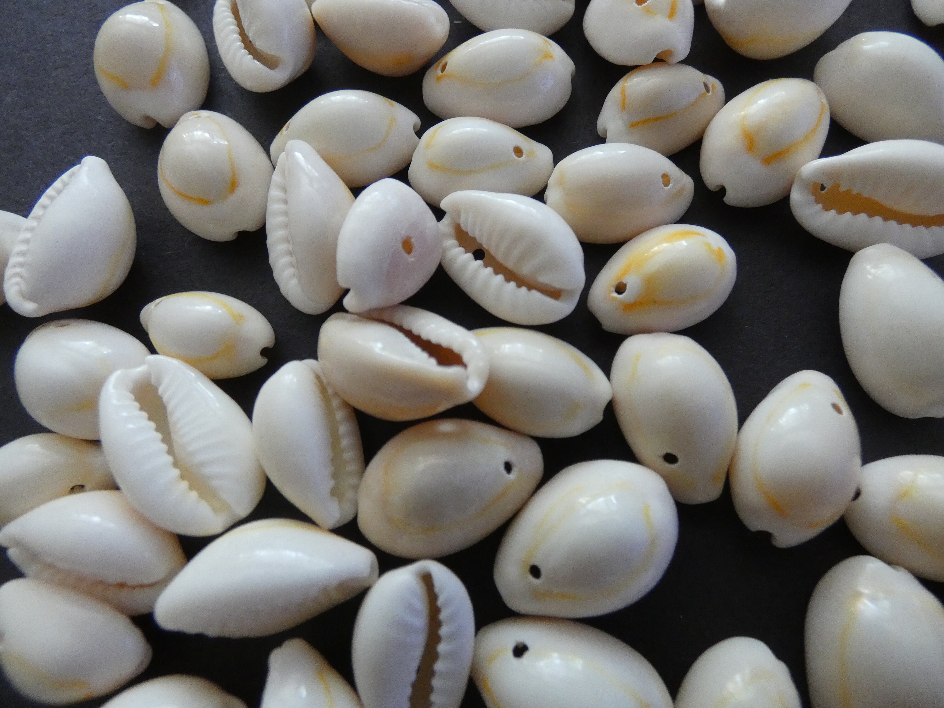 1016mm Natural Cowrie Shell Beads, Dyed Spiral Shell, White and Beige