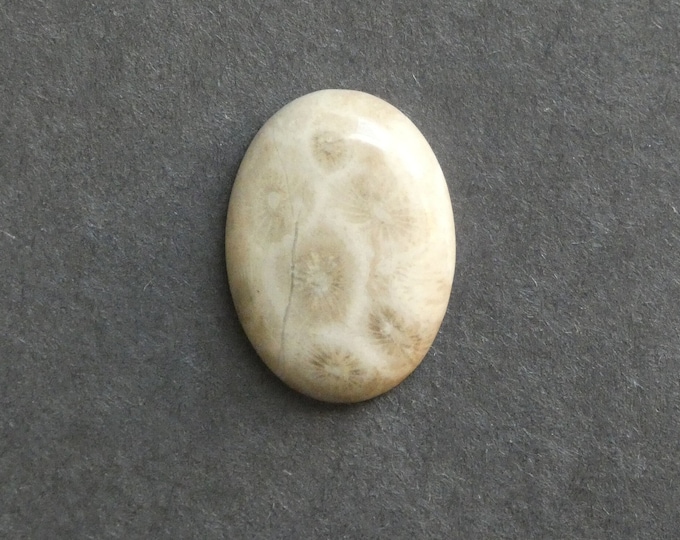 25x18mm Natural Fossil Coral Cabochon, Oval Cabochon, Natural Gemstone, Polished, Natural Stone, Gemstone Cabochon, One of a Kind, Unique